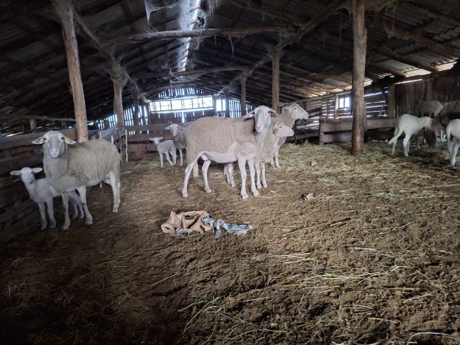 Oi lacune cu miei după ele