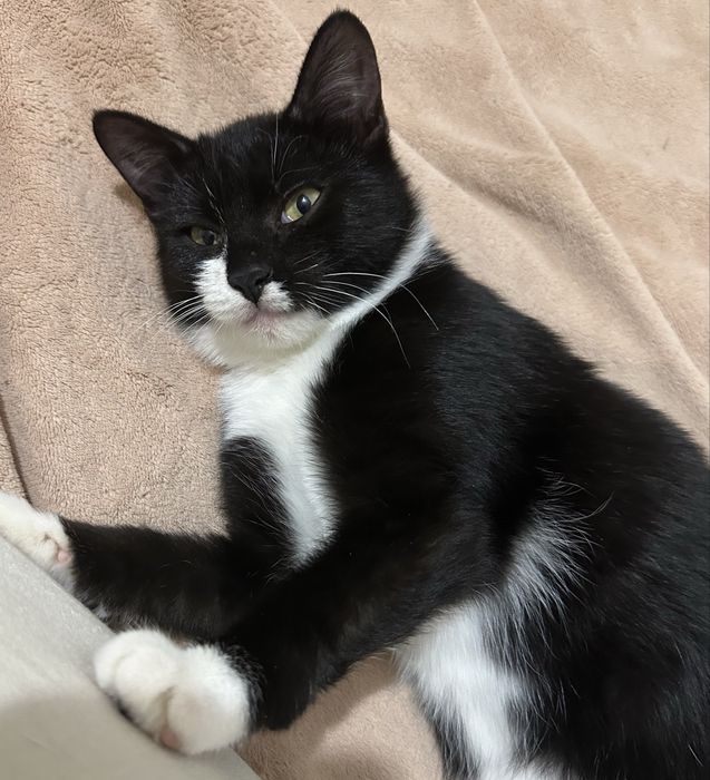 Срочно ищем семью котенку