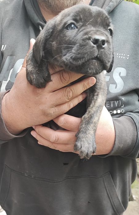 Сиви тигрови канекорсо кутрета