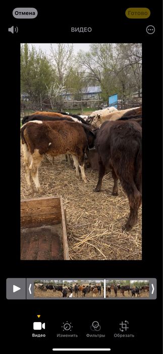 Продаю бычков 6 7 месяцев возраст