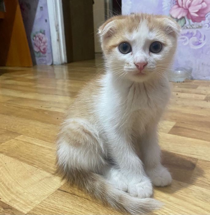Продам котёнка вислоухий