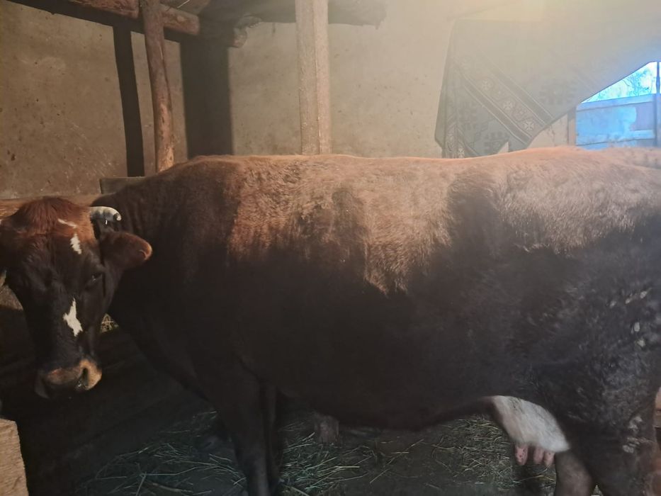 Мясомолочная  корова