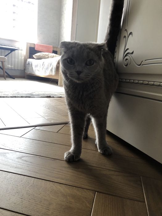 Шотланская вислоухая кошка