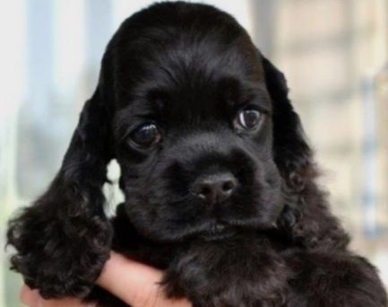 Американский кокер спаниель. Щенки.