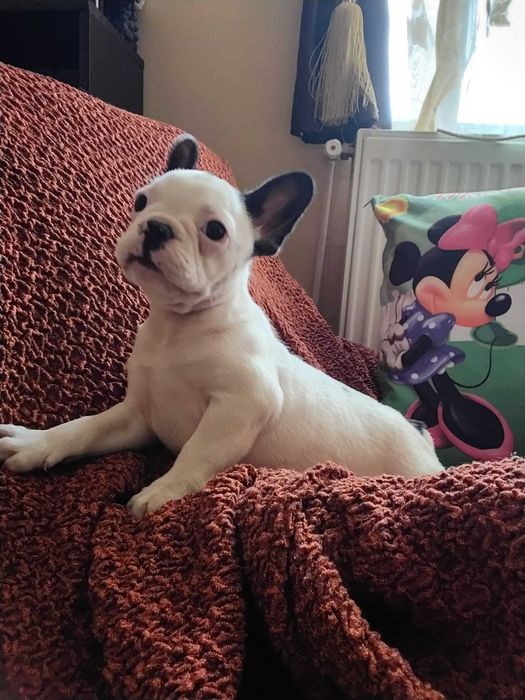 Bulldog francez mascul
