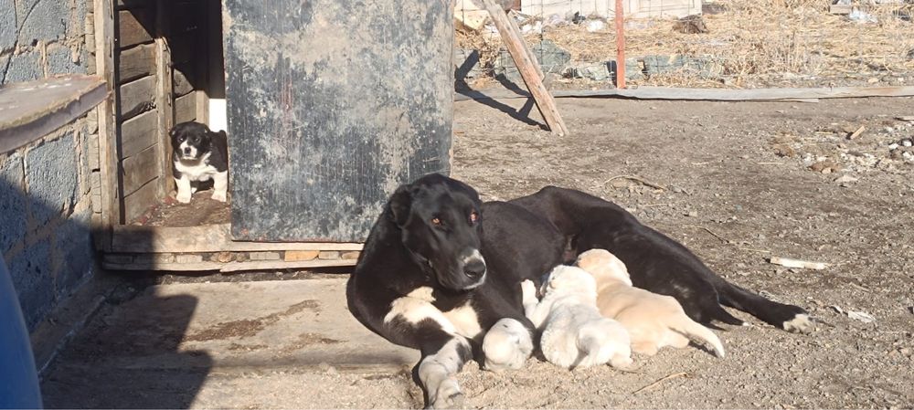 Продаются щенки Төбета