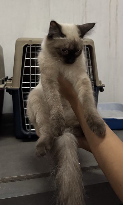 Отдам котят в хорошие руки