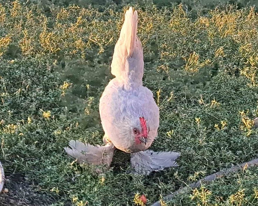 Продавам Холандски гащати