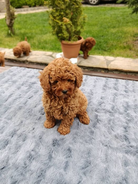 Той Пудел / Toy Poodle