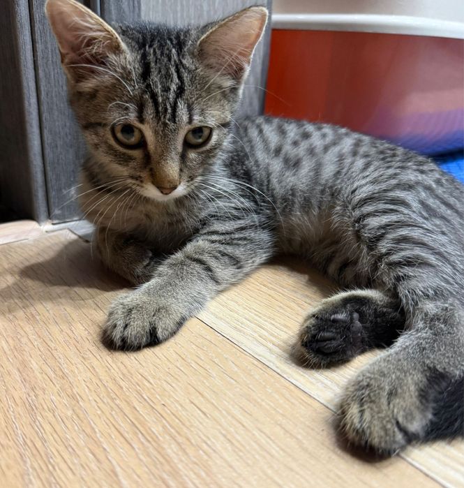 Котенок в добрые руки