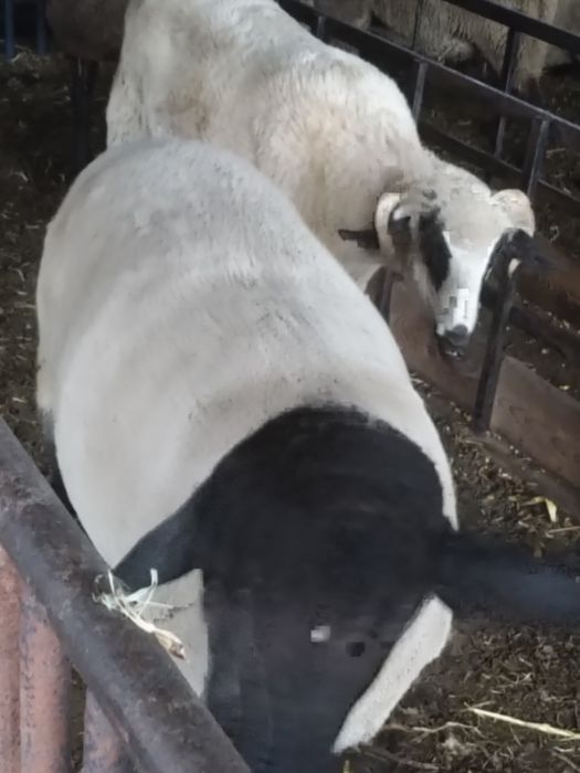 Suffolk miele și berbec