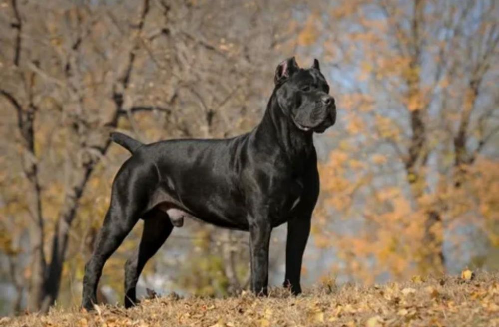 Породистые собаки