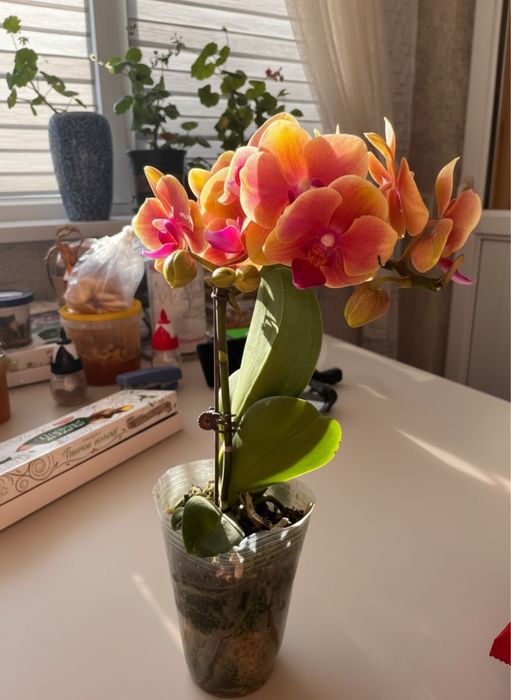 Орхидея 12 сортов цветущие