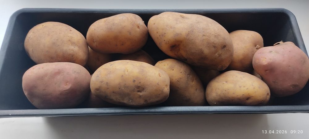 Продам картофель едовой