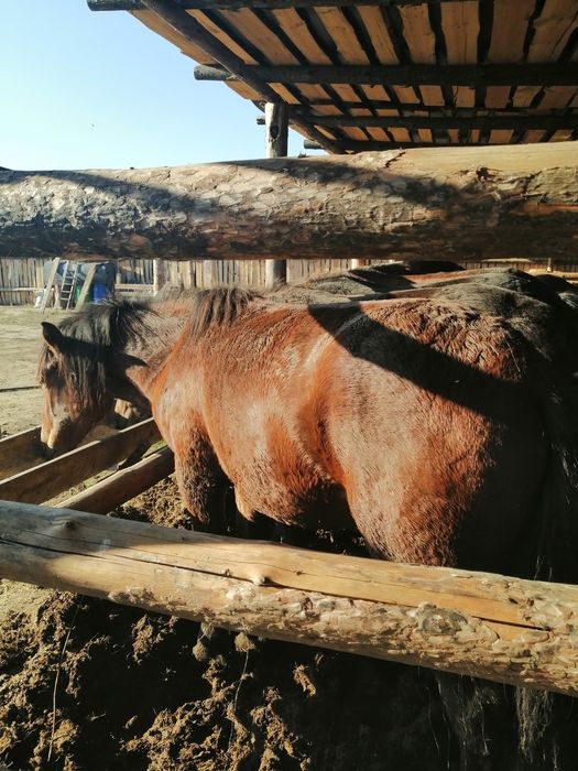Продам құнан 12голов стоят на откорме.