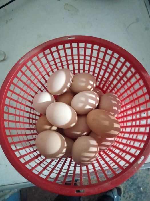 Satilmadigan Damashni tuqimlarbor