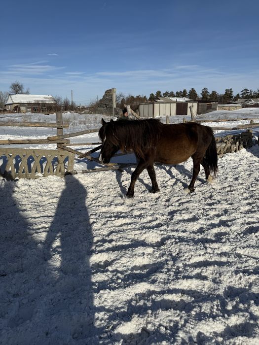 Бием 9 жыл, күйі жақсы, буаз