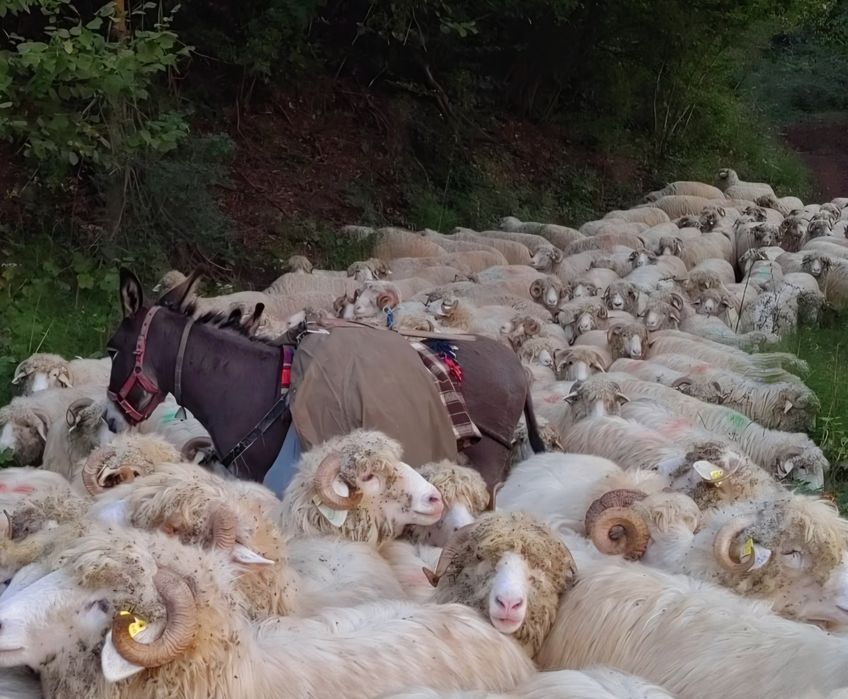 Vând Măgăriță cu pui !
