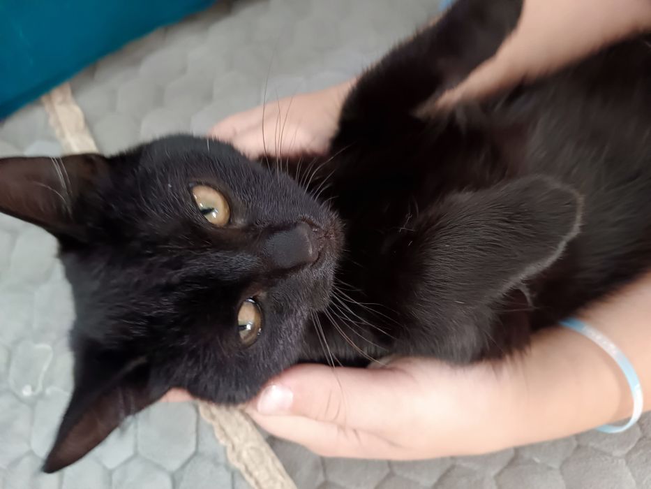 Отдам в добрые руки кошечку
