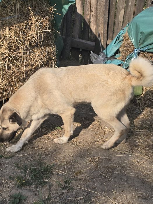 Azra – Kangal de rasă pură caută casă nouă