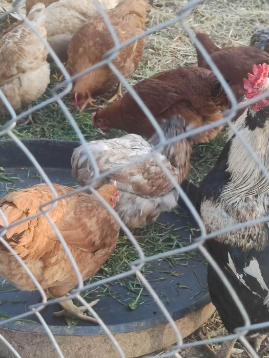 Oua pentru incubat araucana (verzi)