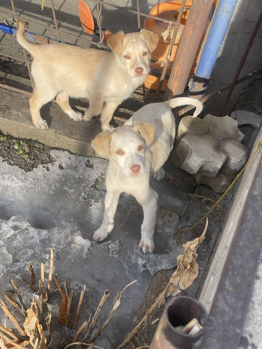 Продам лаблодоры