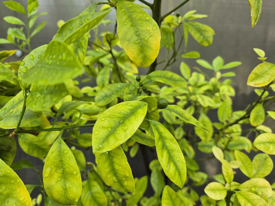 Mandarin-calamondin, pe rod, 1,75m inaltime