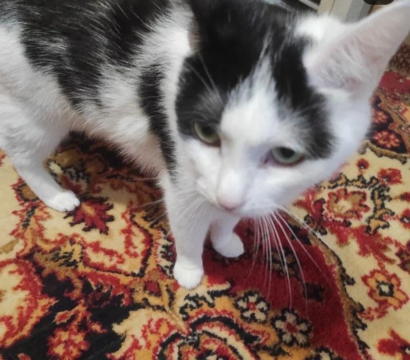 Кошечки в добрые руки