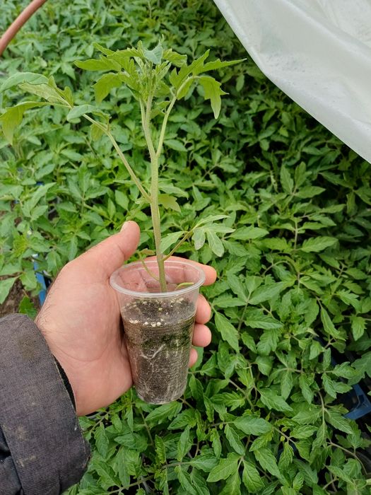 Продавам първокласен разсад домати