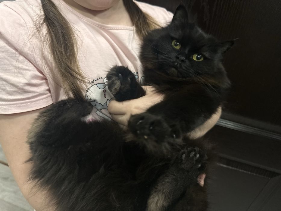 Отдам даром фолд