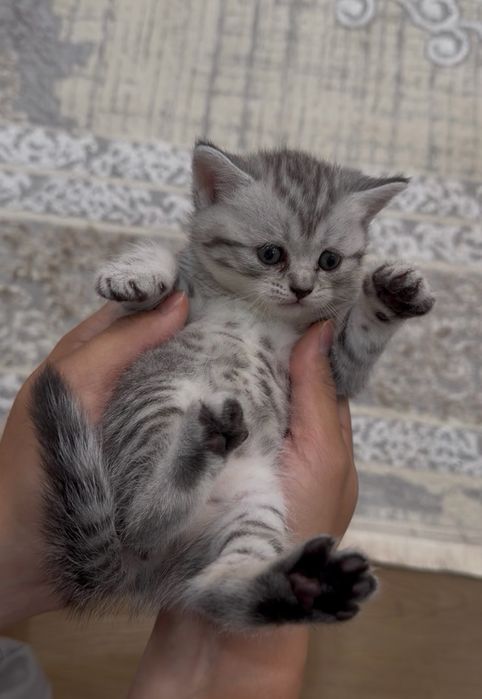 Котята Шотландские Скоттиш Фолд