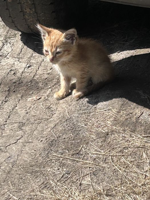 Отдам котят бесплатно