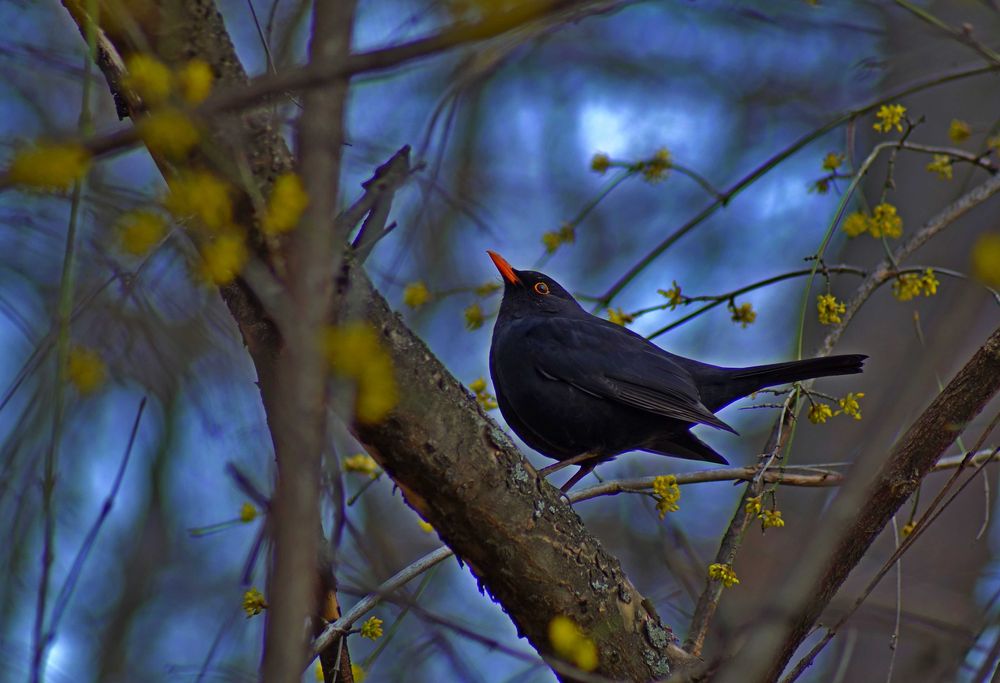 Sony A58 aparat foto