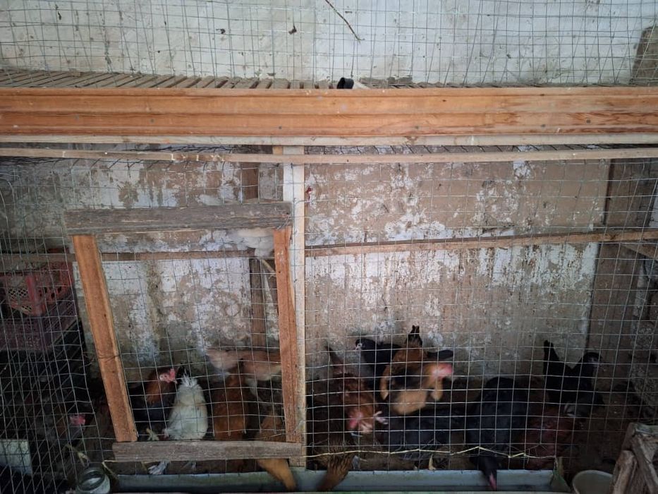 Дамашни товуклар сотилади