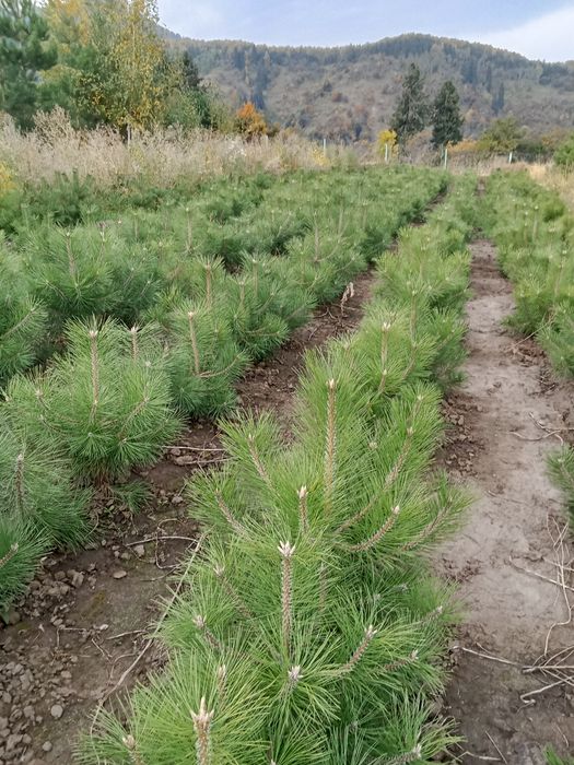 Сосны крымские обычные