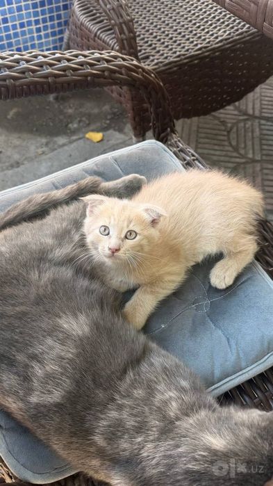 Вислоухий котенок бесплатно