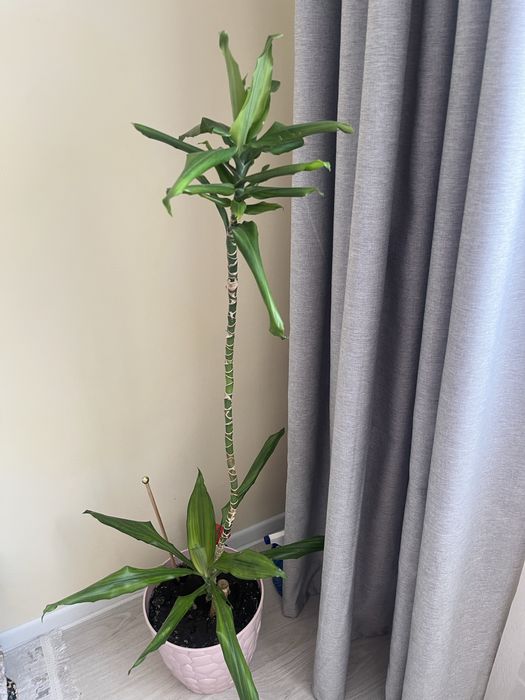 Домшний цветы драценна