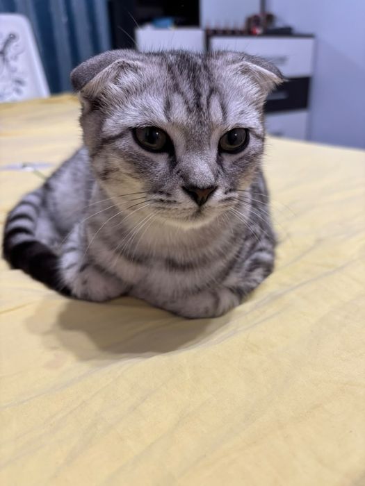 Продам! Мальчик .