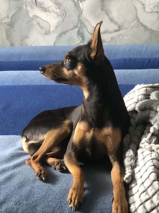 Той терьер на вязку