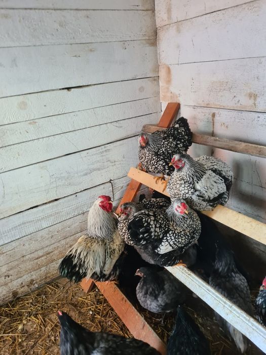 Cocoși Wyandotte argintiu