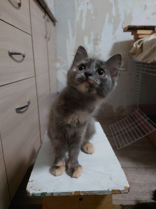 Маленькая куколка ждёт семью