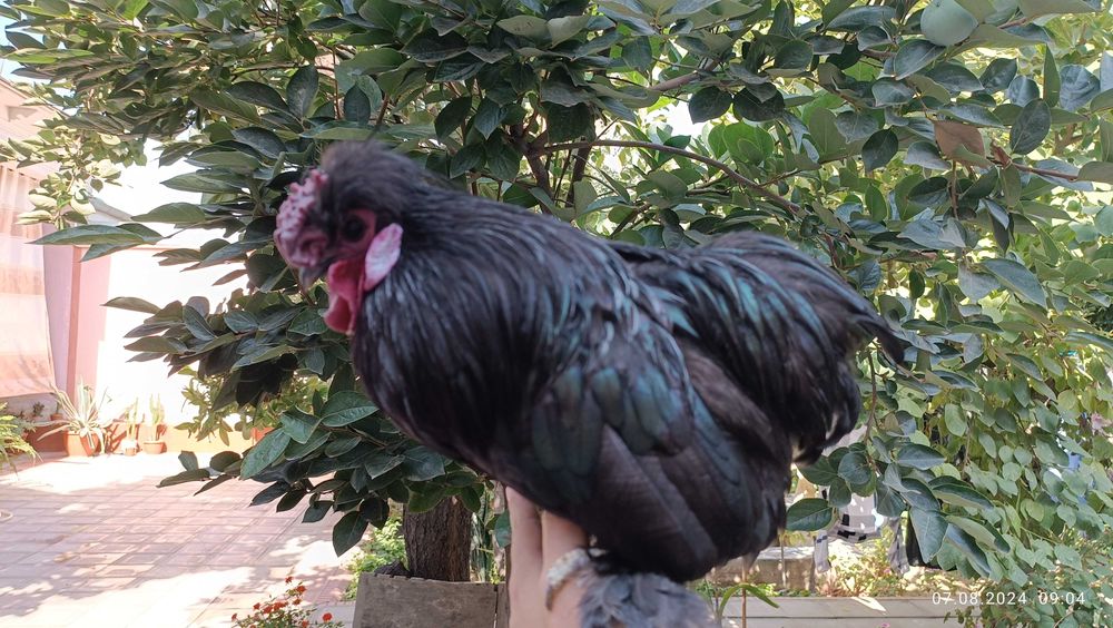 Домашний Японский куры