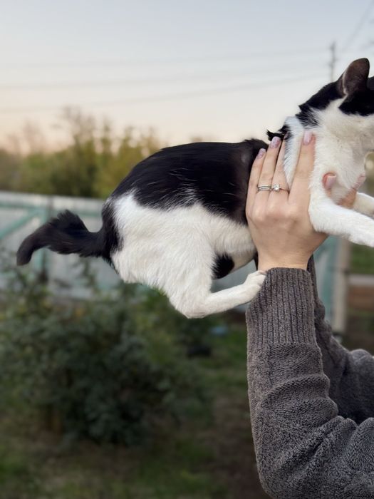 Отдам котят, в добрые руки