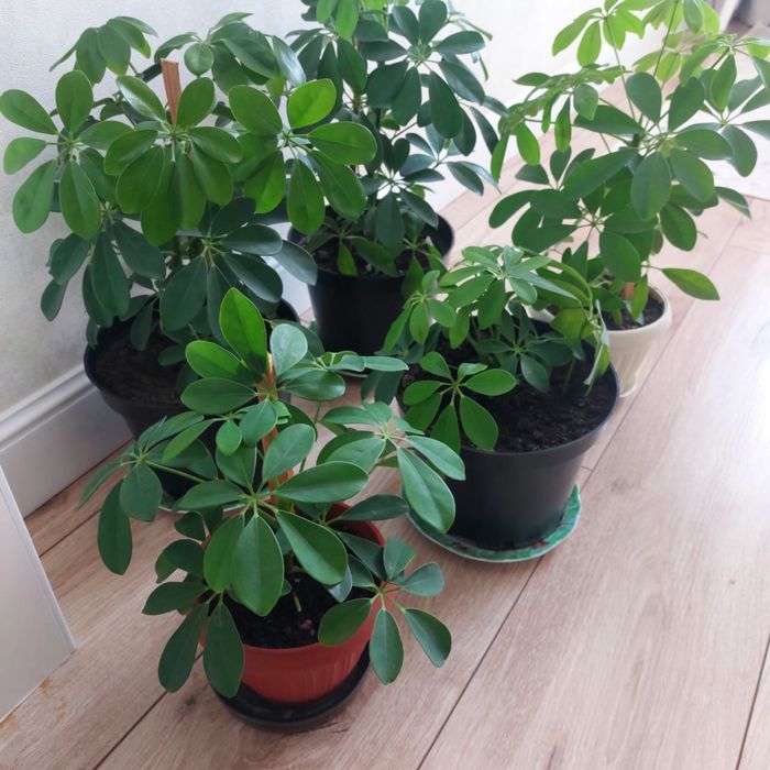 Домашние цветы от 3000