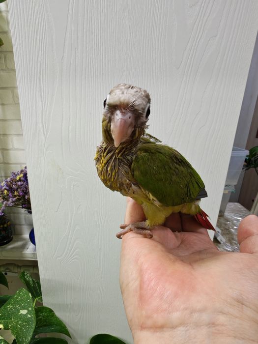 Продаётся птенец Ананасовой Пирруры