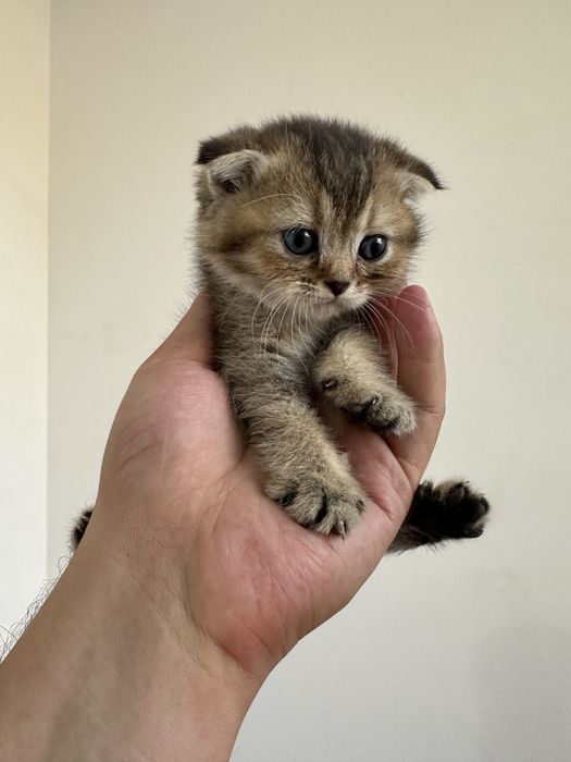 Scottish fold и Scottish straight настоящий