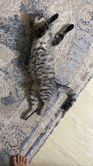 Отдадим в добрые руки кошку 1,5 лет