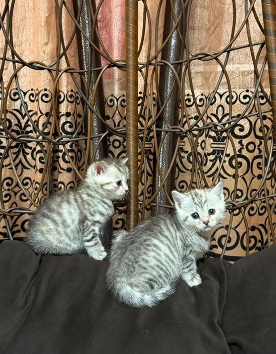 Котята шотланские