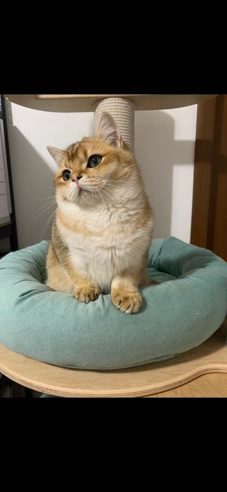 Băiețel British shorthair golden cu pedigree