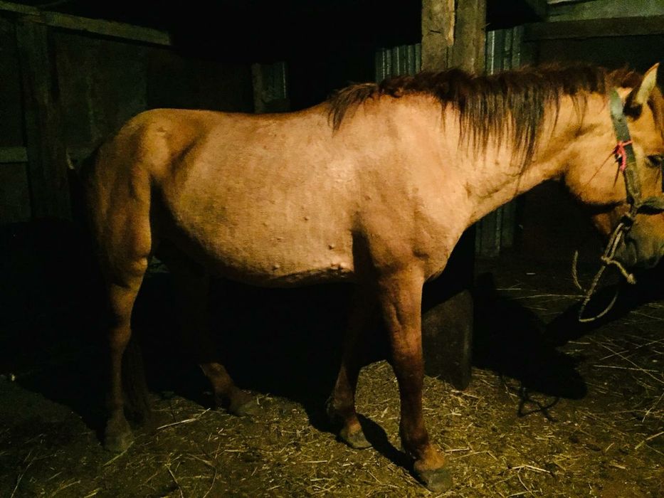 Айғыр сатылады Жеребец